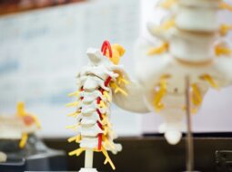 Spine