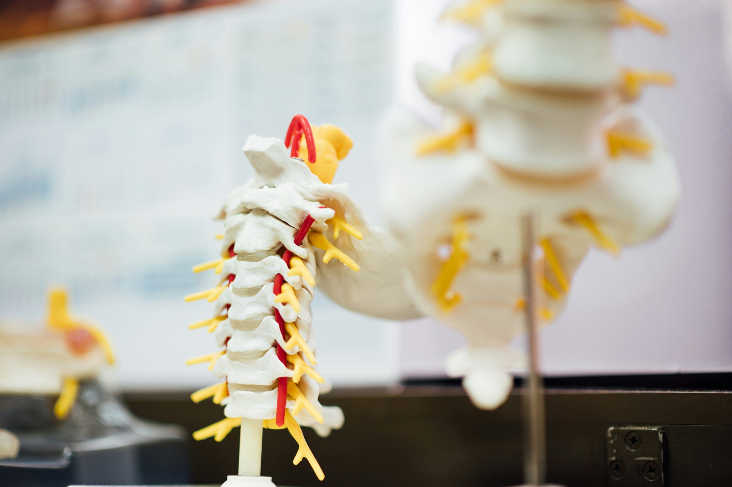 Spine